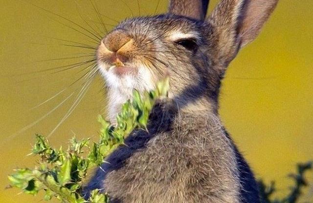 饿极了的兔子啃了一根带刺的草下一幕这表情包演的没谁了