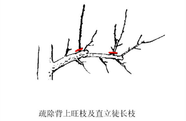 梨树栽培技术 修剪技术之疏枝