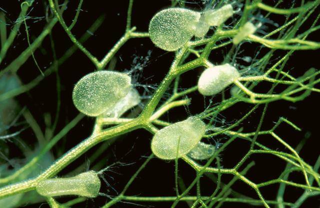 食虫植物系列狸藻的吸星大法