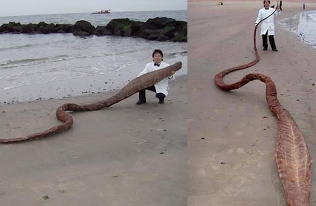 海边疑似发现海蛇连科学家都不淡定了