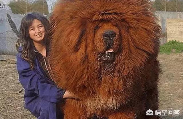 藏獒|比尔|遛狗_新浪新闻