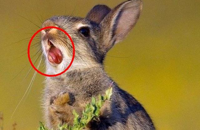 饿极了的兔子啃了一根带刺的草,下一幕,这表情包演的没谁了!