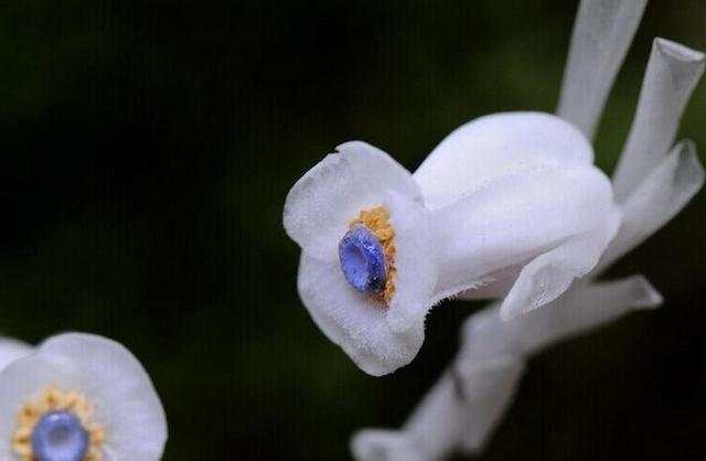 直击世界上最美的花扶好下巴