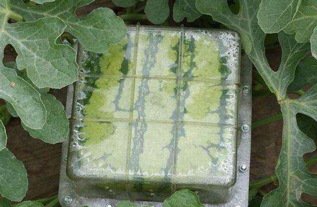 还有四四方里方型的西瓜,这么的方形西瓜是日本香川县的特有产品.