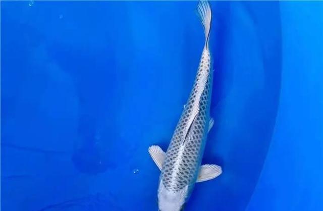 初识银松叶锦鲤