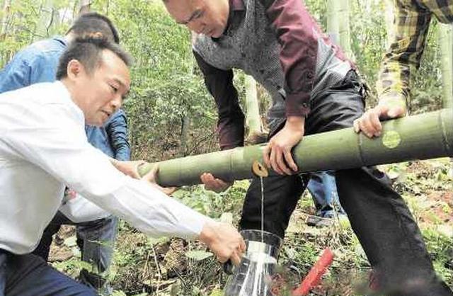 男子把酒注射进竹子里被家人痛骂,可一段时间后,最后让人懵了
