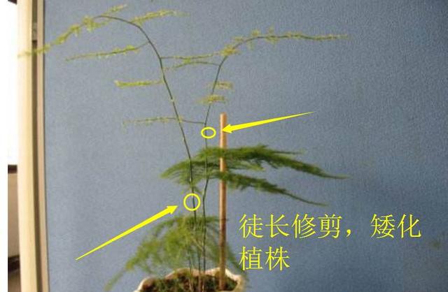 阿布教你养植物不要错过3种让文竹变美的修剪手法