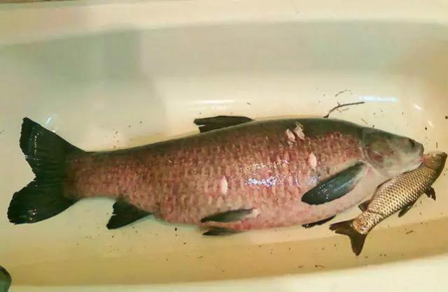 水库垂钓收获五十多斤的大黑皖 六斤多的草鱼放到一旁如同小杂鱼