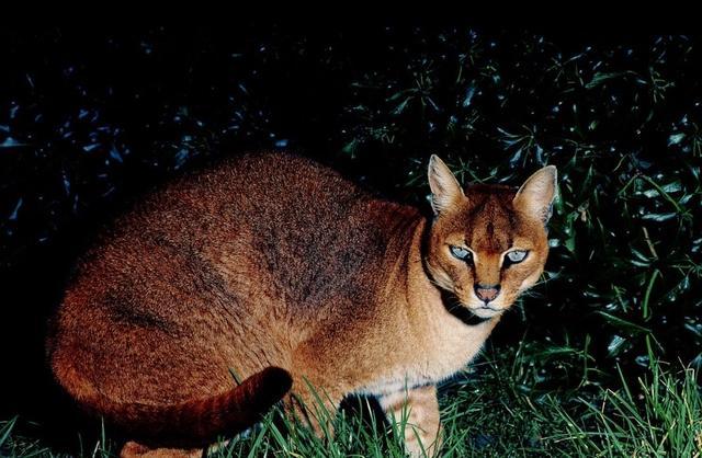 这种猫只能去重庆动物园撸, 全世界只剩50只, 中国最彪悍本土猫