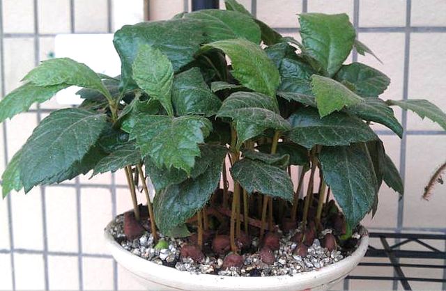 丢盆里变成漂亮盆栽,简单又好养|盆栽|龙眼|枇杷_新浪网