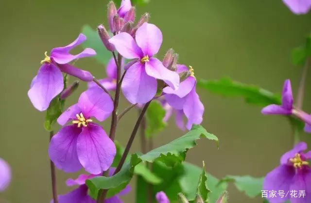 早春时节二月兰时常大片开放,就像一片紫色的花海,很是好看.