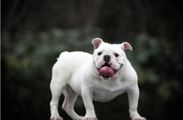 个个都是拆家小能手盘点十大低智商宠物狗