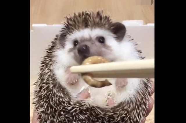 一只网红小刺猬吃面包虫,逗的网友开怀大笑!