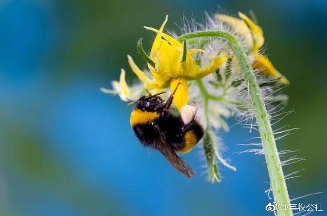 注意新操作北海市引进科伯特熊蜂授粉技术吃瓜