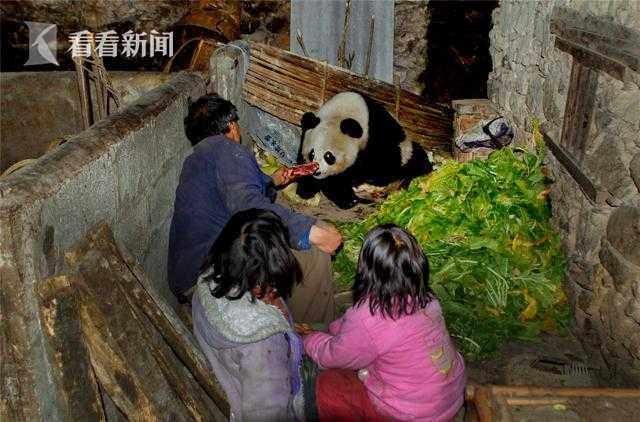 大熊貓也是肉食動物, 吃竹子是為了