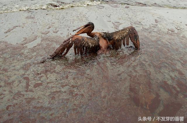 一组美国石油泄漏污染照片,人类造的孽要动物来承担