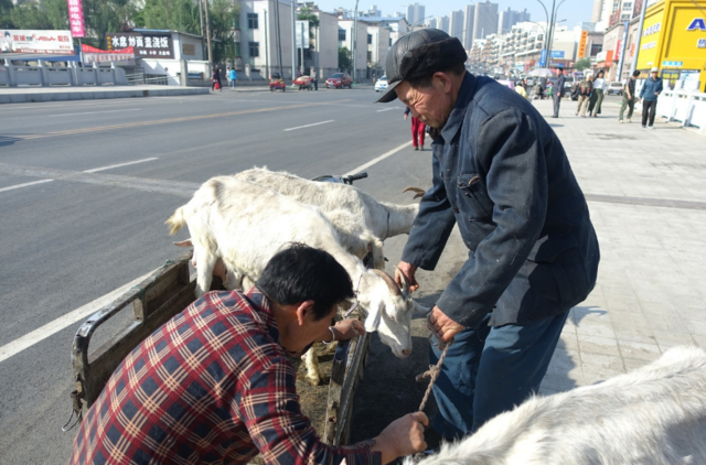 冬日街头现挤羊奶现卖,看着让人心酸