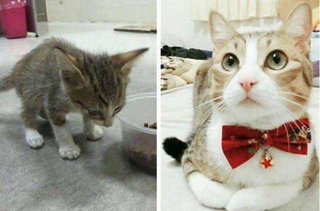 这组领养前后超巨大反差照,看过的人都被暖哭了