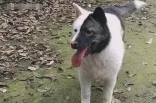 中华田园犬出现阴阳脸宠物店老板愿出3万元买回家