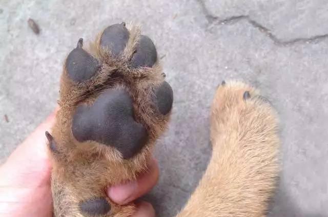 你还可以多了解它一点关于狗狗的生理常识