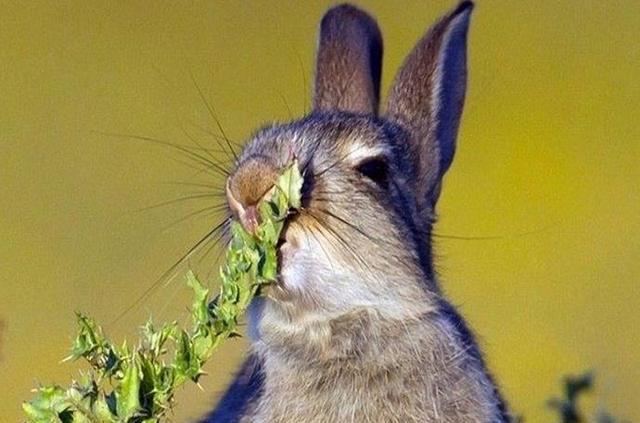 兔子吃窝边草图片搞笑图片