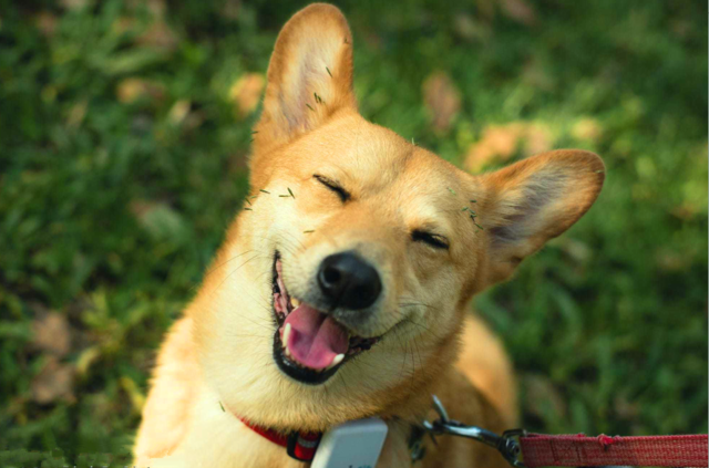 微笑是最好的沟通语言,这些动物的微笑让人"暖心",是萌到心里