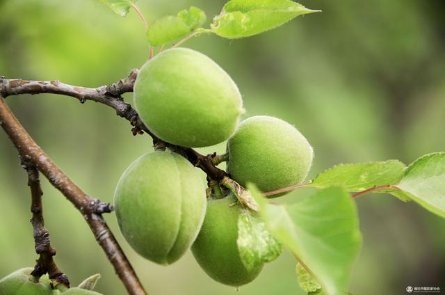 野山杏果有良好的医疗作用,在中草药中居重要地位,主治风寒肺病,生津