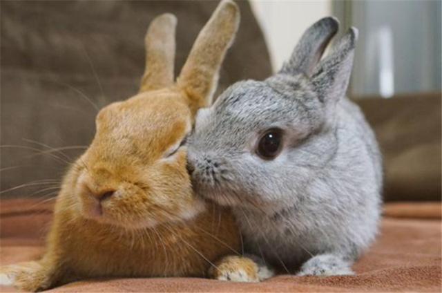 首先,你要有两只萌萌哒兔兔