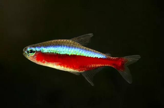 新鱼入缸检疫方法及检疫步骤