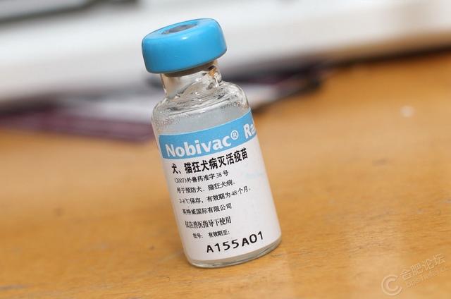 不小心被狗咬伤后,第一时间如何处理呢?