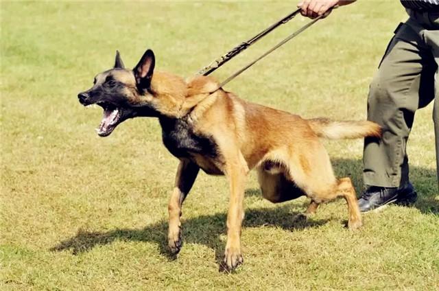 比利时马里努阿犬使用说明书