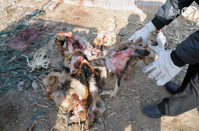 我把自家养的狗杀来吃,女儿记恨一个月不和我说话|狗|女儿|土狗_新浪