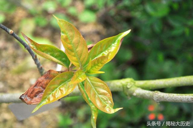有六种毒物常被提及,它们是断肠草,鸩酒,鹤顶红(砒霜),夹竹桃,见血封
