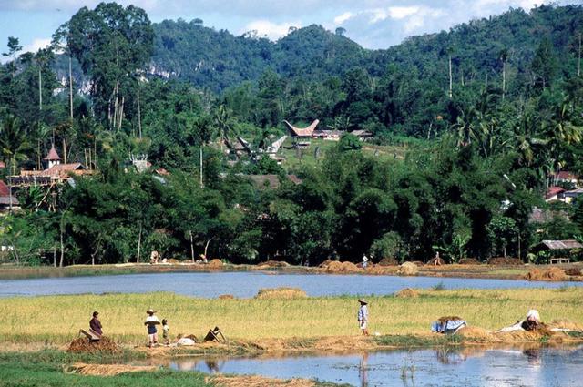 上山做土匪打了几十年,现在还在反抗|荷兰|安汶岛|共和国_新浪新闻