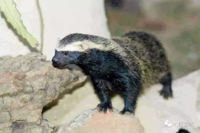形似蜜獾的大巢鼬,借着平头哥威名横行霸道?