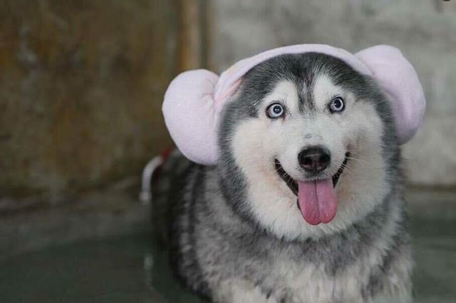 这只泰国"哈士猪"多次减肥失败后,现在它的生活变成这样