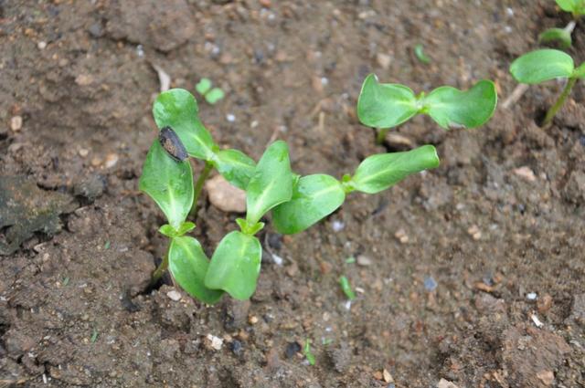 知道你吃的瓜子哪里来的吗?看看向日葵生长全过程!