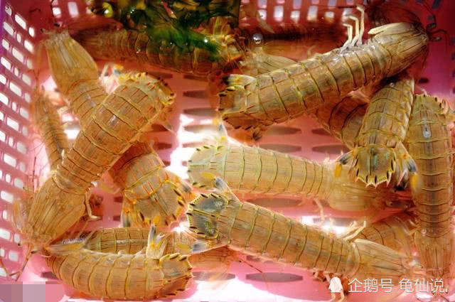 浙江沿海黑斑口虾蛄的雌雄交配时间在水温降至15℃的秋末及水温升高到