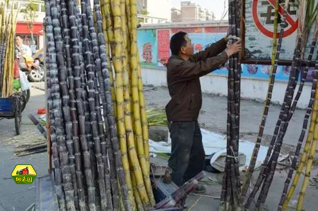 都说城市套路深,农村路边卖甘蔗的老爷爷,套路也很深!