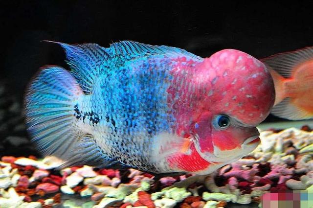 新手如何让观赏鱼罗汉鱼快速起头?