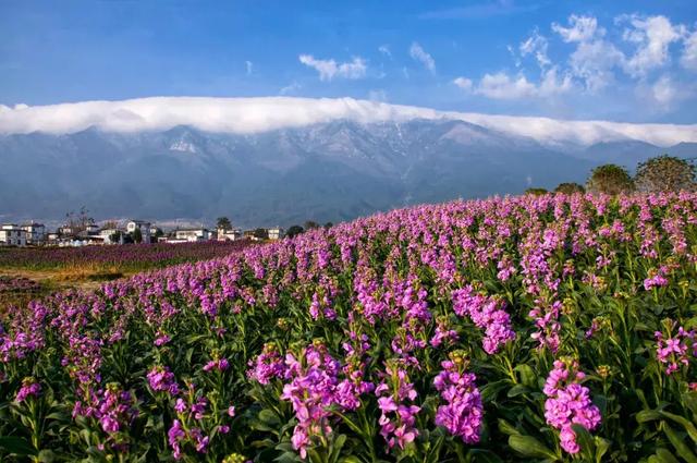 大理最美最大花海:紫罗兰盛开 好一个姹紫嫣红迎春来