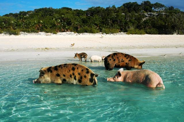 巴哈马猪岛臭气熏天图片