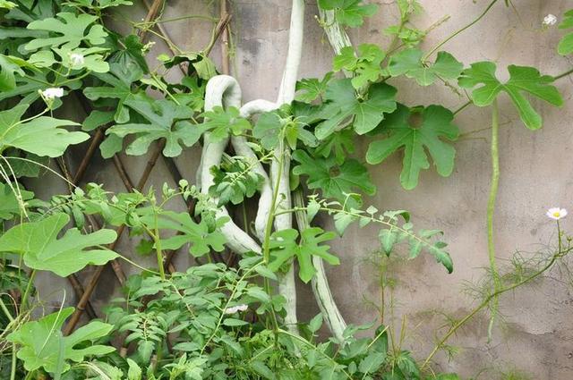 改造| 我想我是折腾王(二十六)|蛇豆|院子|切花月季_新浪新闻