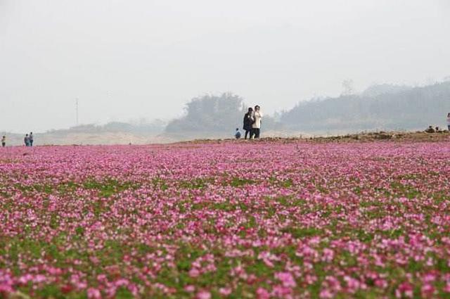 桂林青狮潭2000亩紫云英开好了美如仙境赶紧来