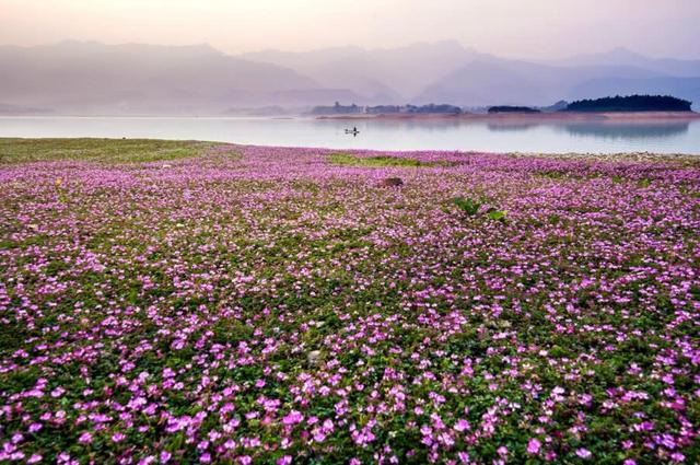 桂林青狮潭2000亩紫云英开好了美如仙境赶紧来