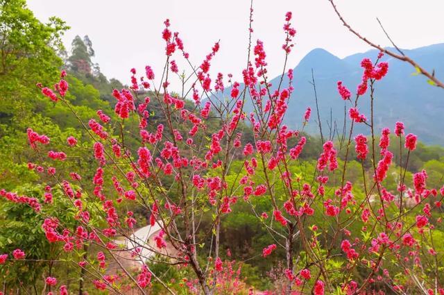 3月11日, 来东莞观音山植心树 祈万福|观音山|东