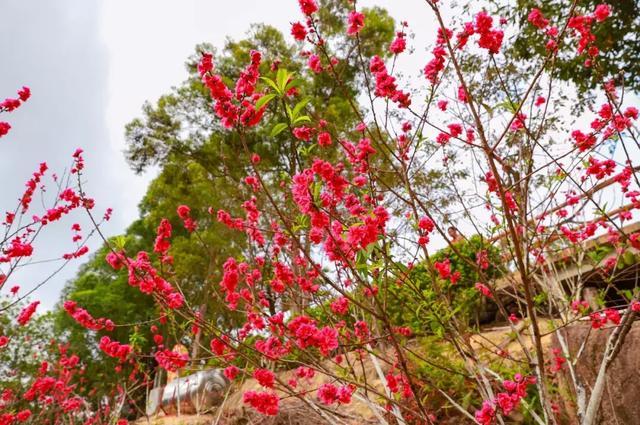 3月11日, 来东莞观音山植心树 祈万福|观音山|东