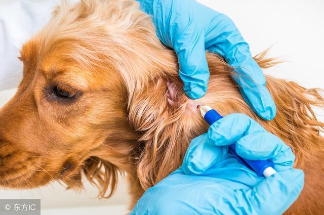 狗瘟治疗心得分享, 不要等到无药可救了再来后