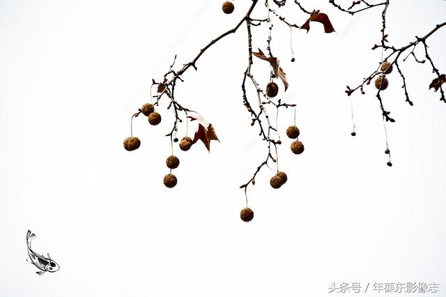 求科普天水师范学院树上长的这小毛球叫个啥
