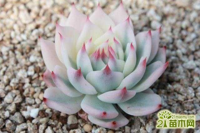 多肉植物种植用什么土好 17种多肉用土推荐